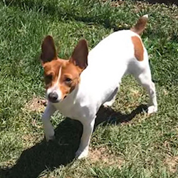 Fair oaks sales rat terriers